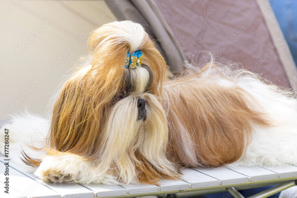 Naklejka premium Yorkshire Terrier Close-up