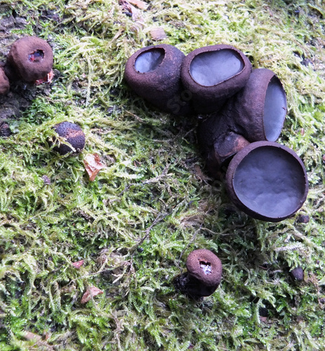 black bulgar fungus growing on a moss covered rotting beech tree photo