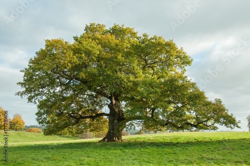 Old English oak tree in a summertime meadow.