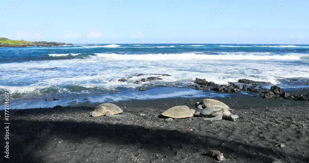 Hawaiian Green sea turtles black sand beach Hawaii. Big Island economy is tourism based. Water and tropical beach recreation and fun. Beautiful clear blue ocean sea. Hawaiian Green sea turtles black sand beach Hawaii. Big Island economy is tourism based. Water and tropical beach recreation and fun. Beautiful clear blue ocean sea.