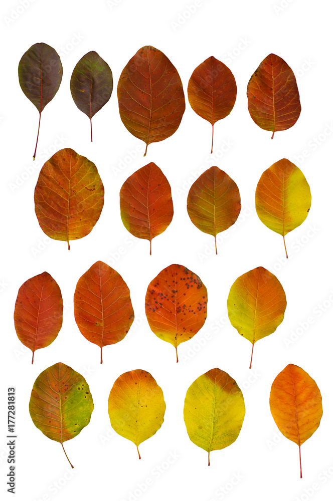 Obraz premium Bright multicolored autumn leaves on a white background.Red and colorful foliage colors in the fall season. Set of isolated leaves