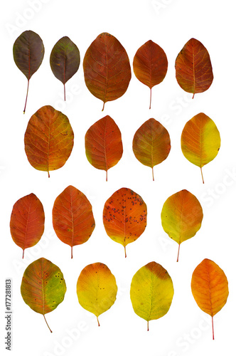 Bright multicolored autumn leaves on a white background.Red and colorful foliage colors in the fall season. Set of isolated leaves