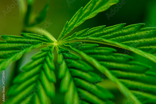 Close-up of Marijuana (Cannabis) leaf