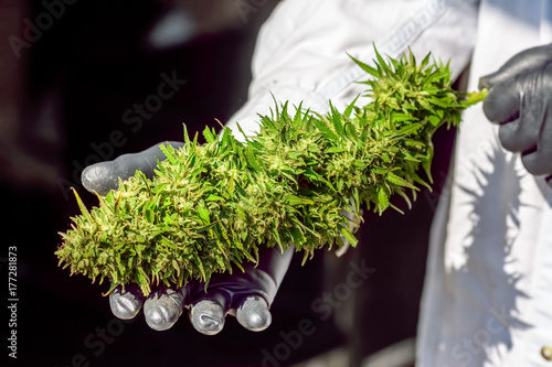 Large Marijuana (Cannabis) Bud Held in Rubber Gloved Hands by Technician in Lab Coat