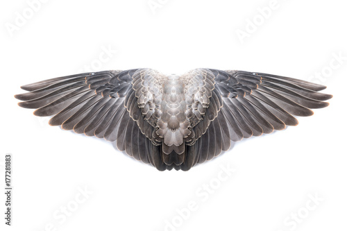 shading grey bird wing on white background - high resolution detail