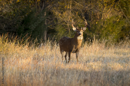 Fotografie This large White Tail Buck had been spending some time in the grass field along a tree line in Kansas