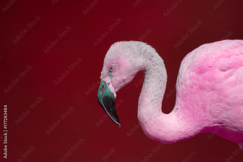 Naklejka premium Pink flamingo against red background. Vivid contemporary wildlife image.