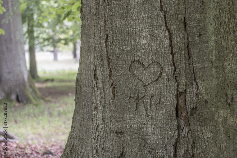 Fototapeta premium Heart