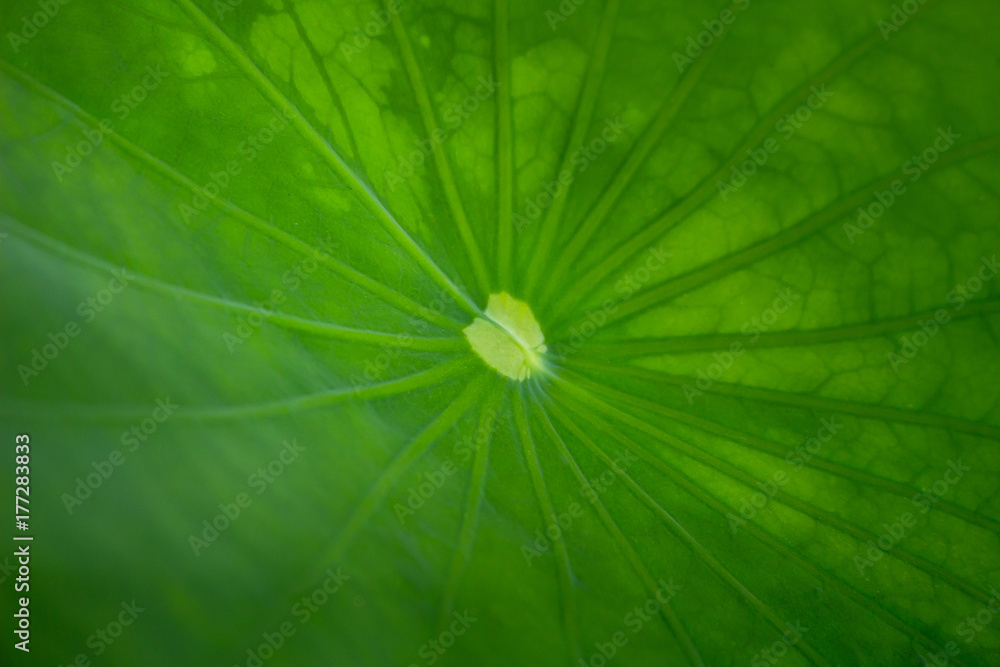 Lotus leaf Lotus leaf