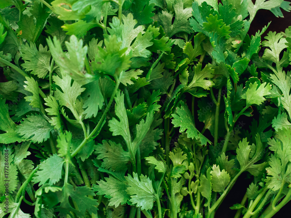close up leaf of fresh coriander , cilantro are ingredient of asia food on wood table kitchen background close up leaf of fresh coriander , cilantro are ingredient of asia food on wood table kitchen background