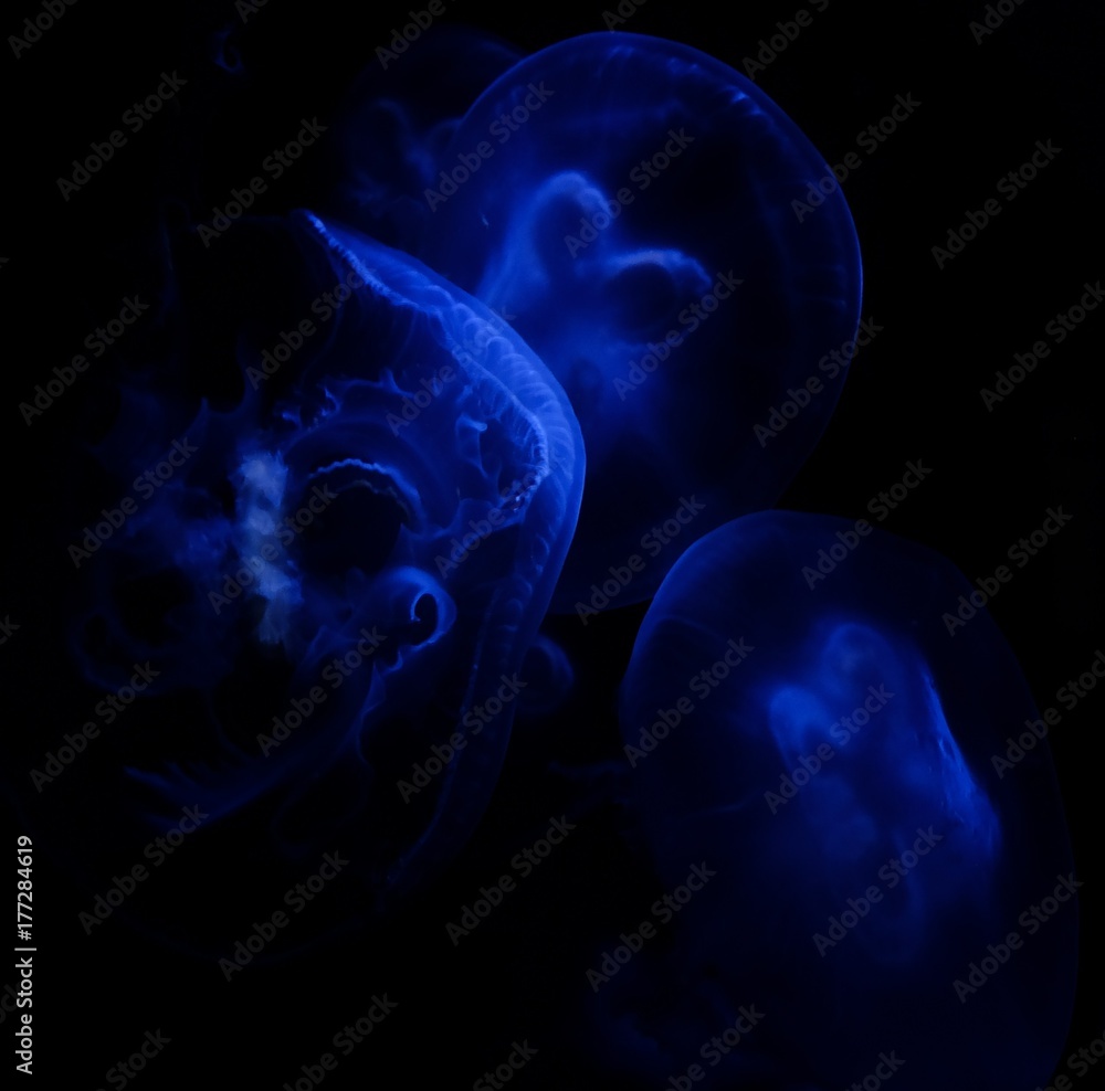 jellyfish underwater blue background jellyfish underwater blue background
