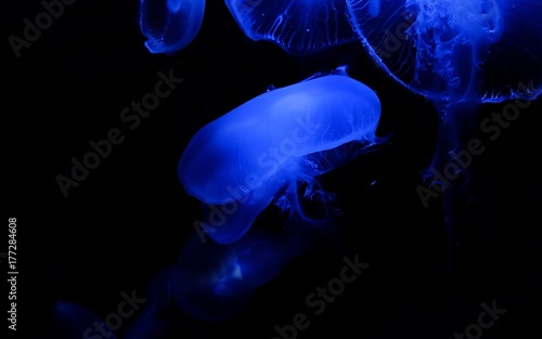 jellyfish underwater blue background