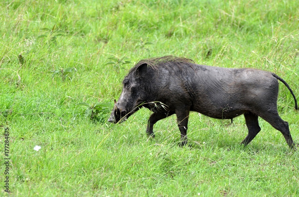 Phacochère à la saison des pluies, dans la savane verte du Parc Masaï Mara, au Kenya Phacochère à la saison des pluies, dans la savane verte du Parc Masaï Mara, au Kenya