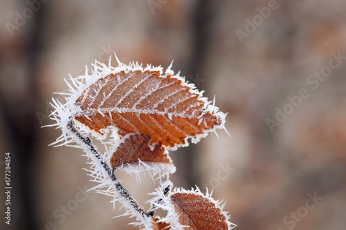 Autumn branches with hoar frost in the rays of the rising sun