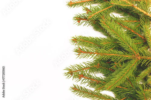 Fir branches isolated on white
