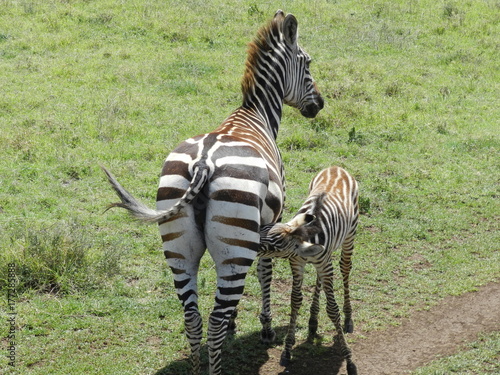 tanzanie