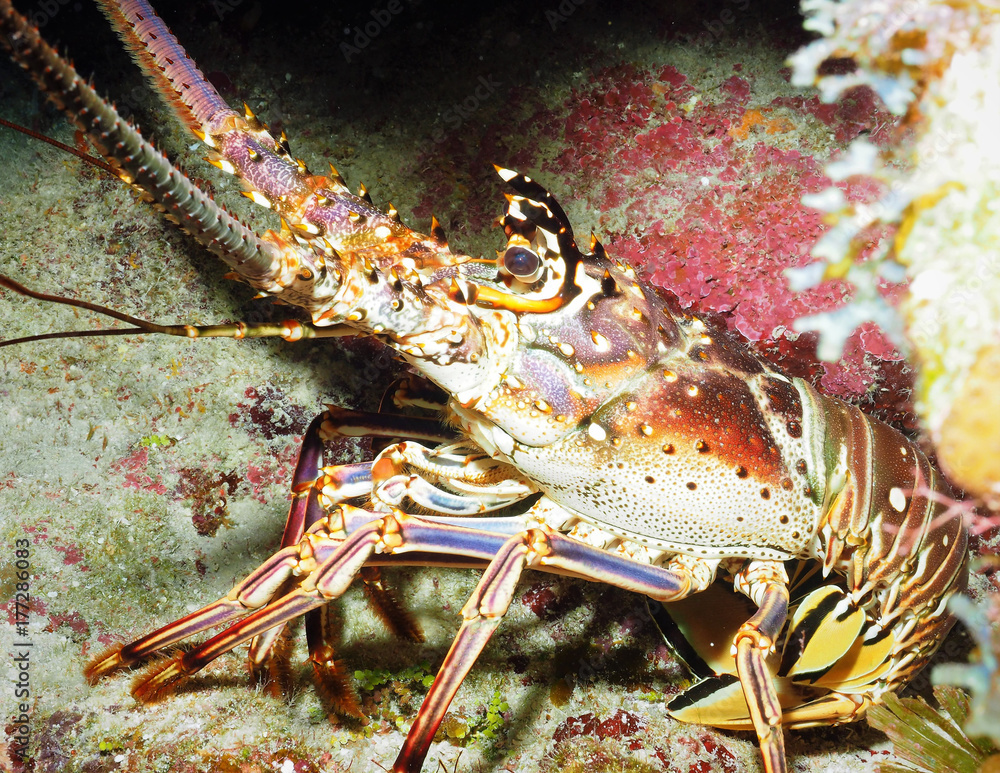 Caribbean Reef Lobster Caribbean Reef Lobster