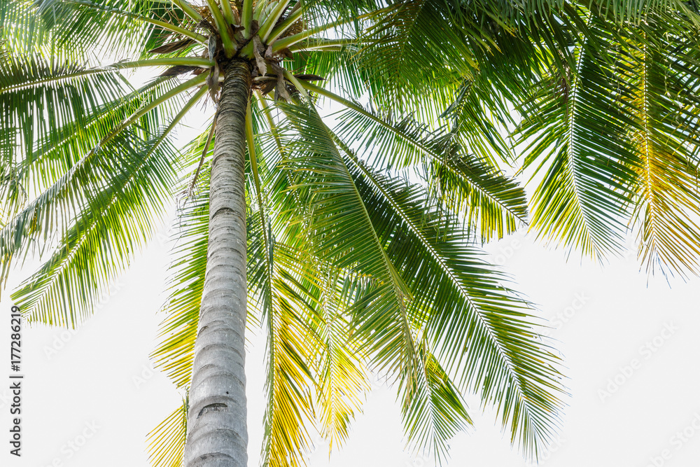 Fototapeta premium Leaves coconut trees on isolated white background