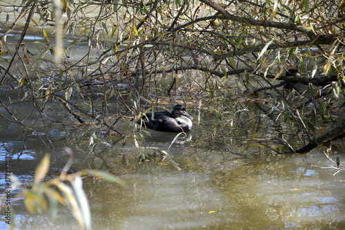 Ente im See unter Zweige