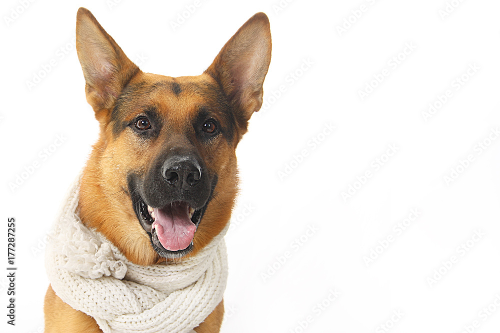 dog - shepherd dog with a white knitted scarf on a white background