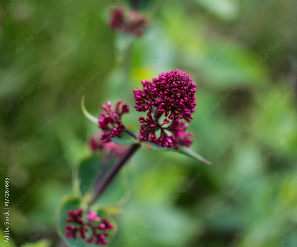 a red flower by itself with green foliage in the background a red flower by itself with green foliage in the background