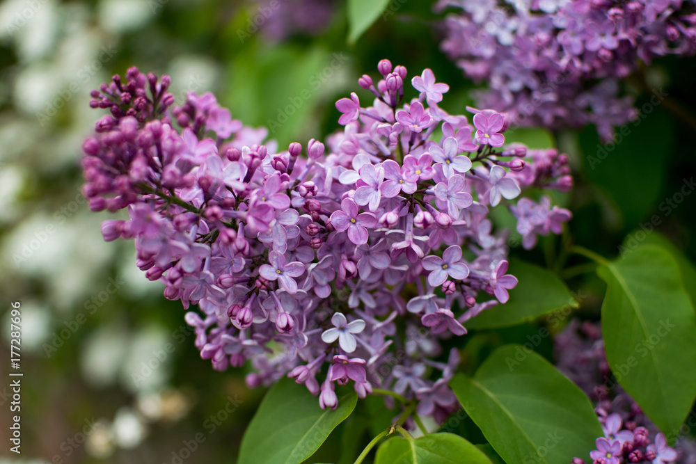 pink and white flowers bunched together on a bush pink and white flowers bunched together on a bush