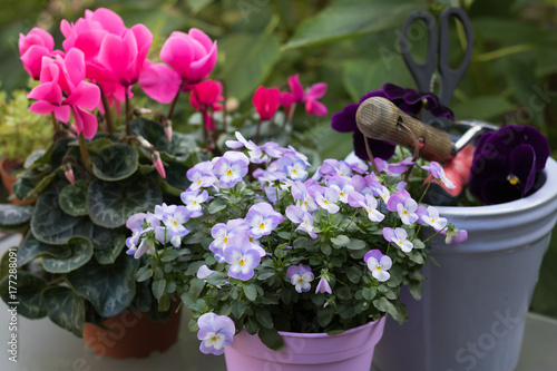 Three flowering plants from a garden center, a pot and garden tools are on a table in a garden. Gardening is a pleasant hobby and lifestyle.