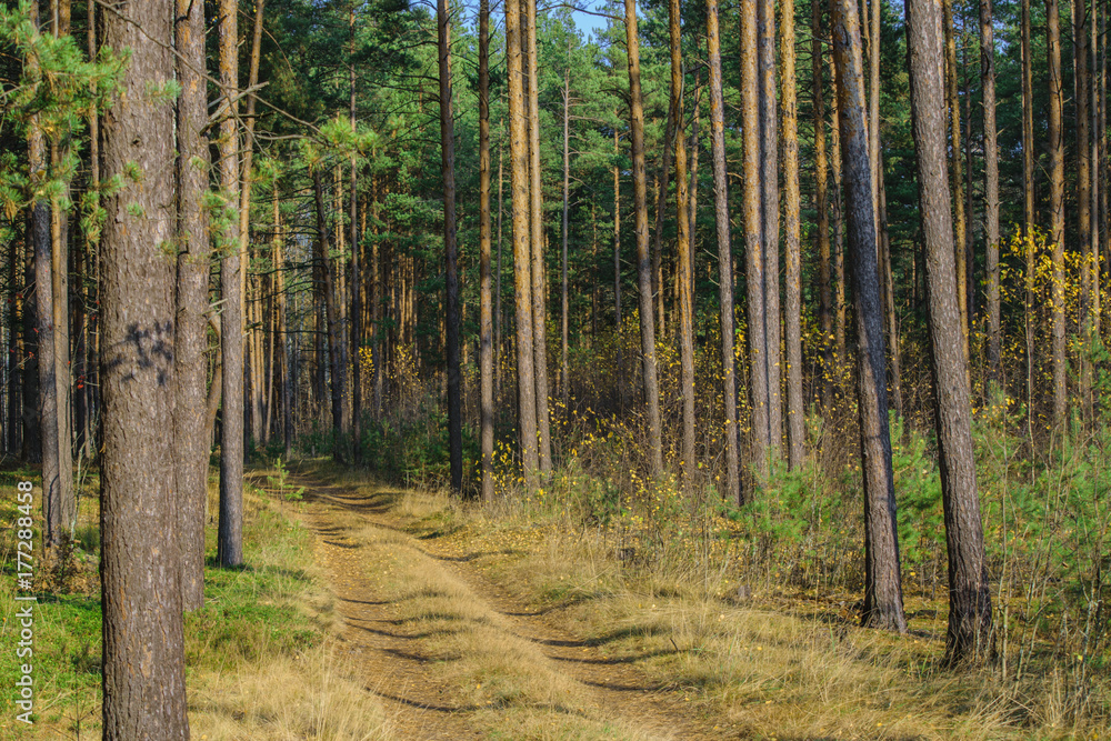 Obraz premium Golden autumn