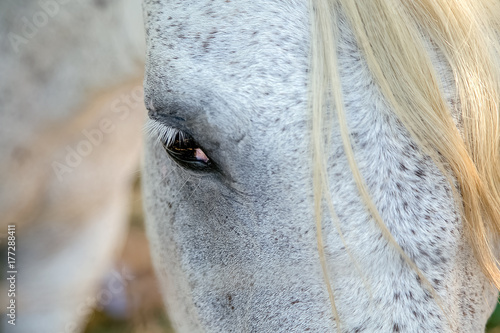 The look of the white horse