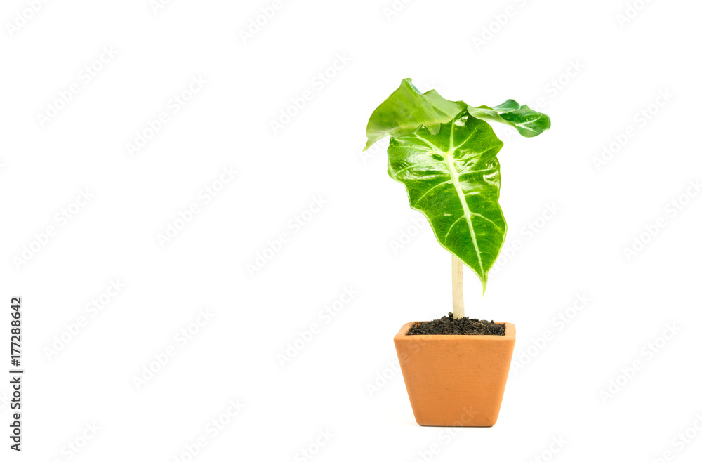 Green potted plant, trees in the pot isolated on white background. Green potted plant, trees in the pot isolated on white background.