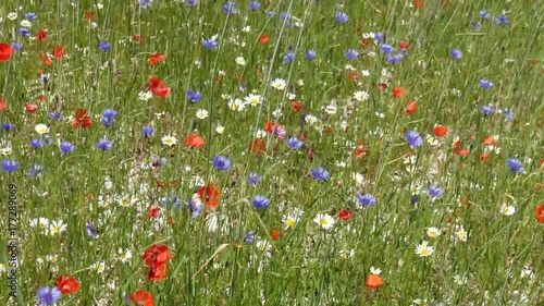 Umbria monti Sibillini fioritura delle lenticchie