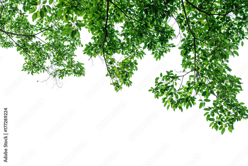 Fototapeta premium Isolated trees on white background