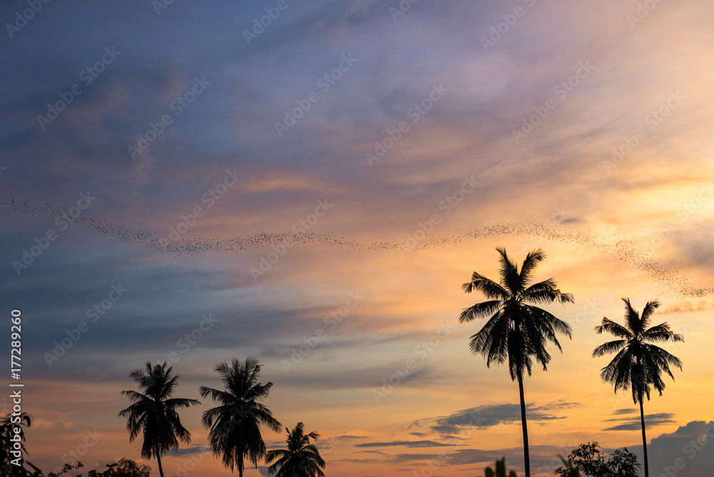 Landscape silhouette of bats with sunset and coconut trees background