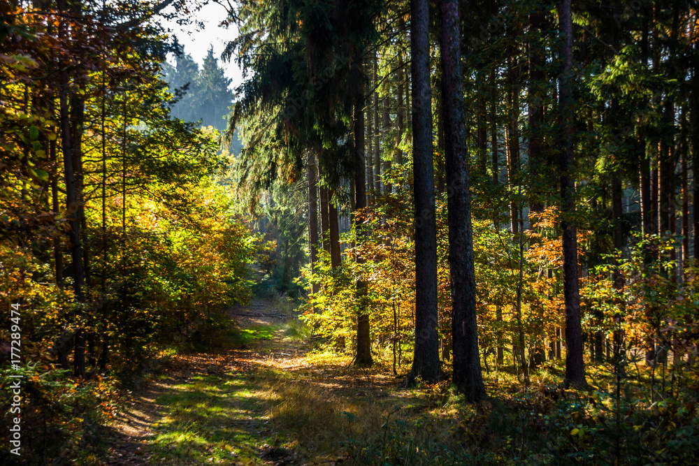 Obraz premium Autumn forest