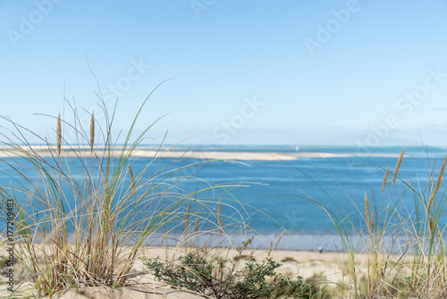 Oyats sur la dune du Pyla (Bassin d'Arcachon, France), devant le banc d'Arguin