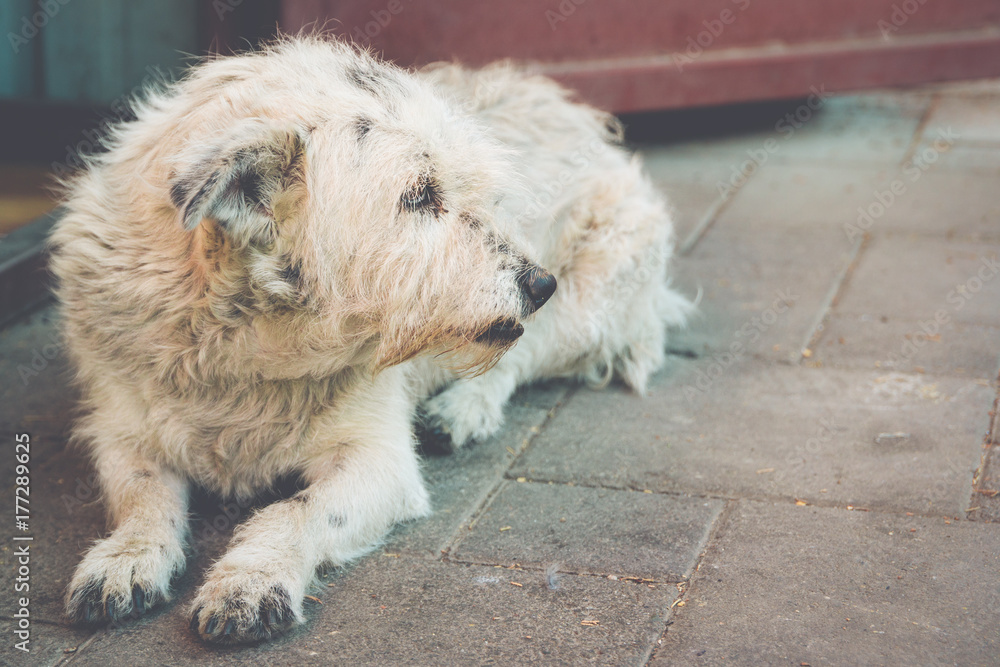 Sad Stray Dog Lying Down Outside Waiting Sad Stray Dog Lying Down Outside Waiting
