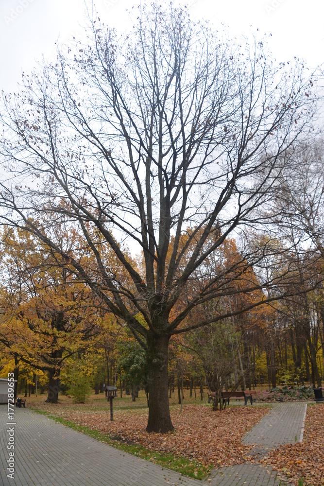 Obraz premium осень autumn