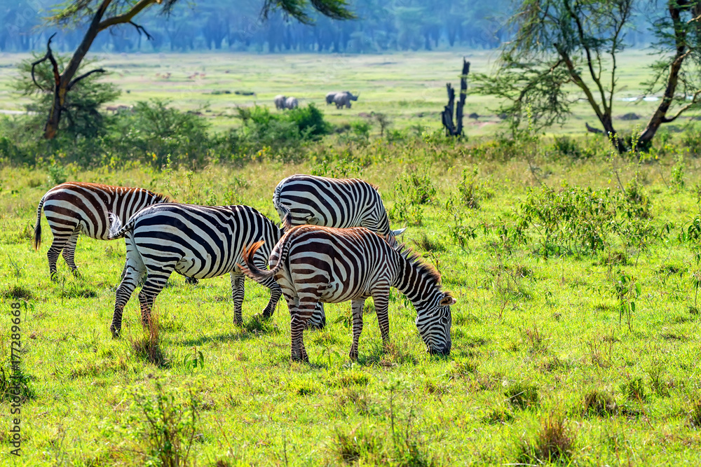 Obraz premium Zebras grazing in savanna
