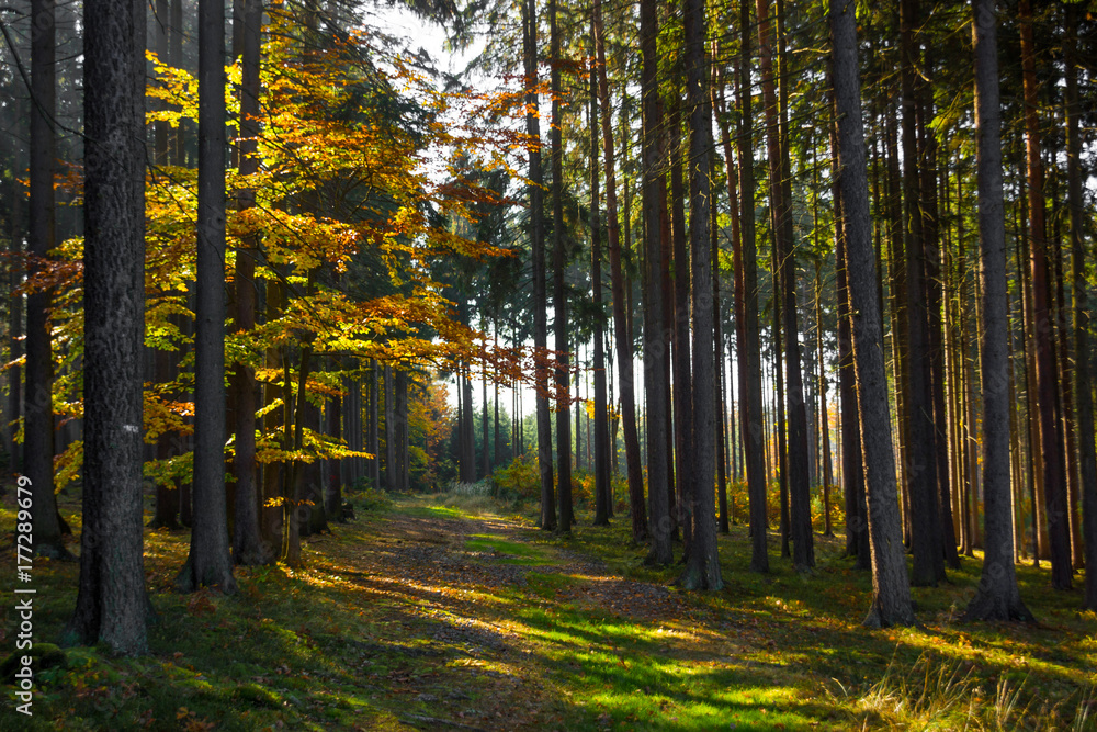 Fototapeta premium Autumn forest