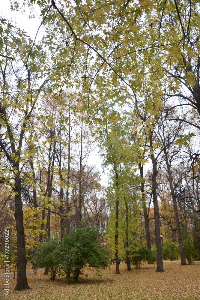 Fototapeta premium осень autumn