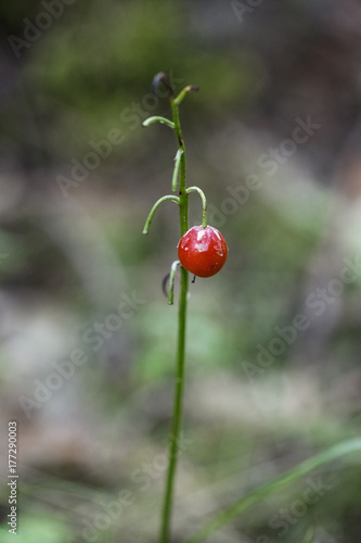 berry Lily of the valley in the woods photo