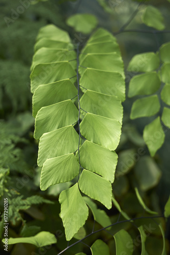 Adiantum trapeziforme photo