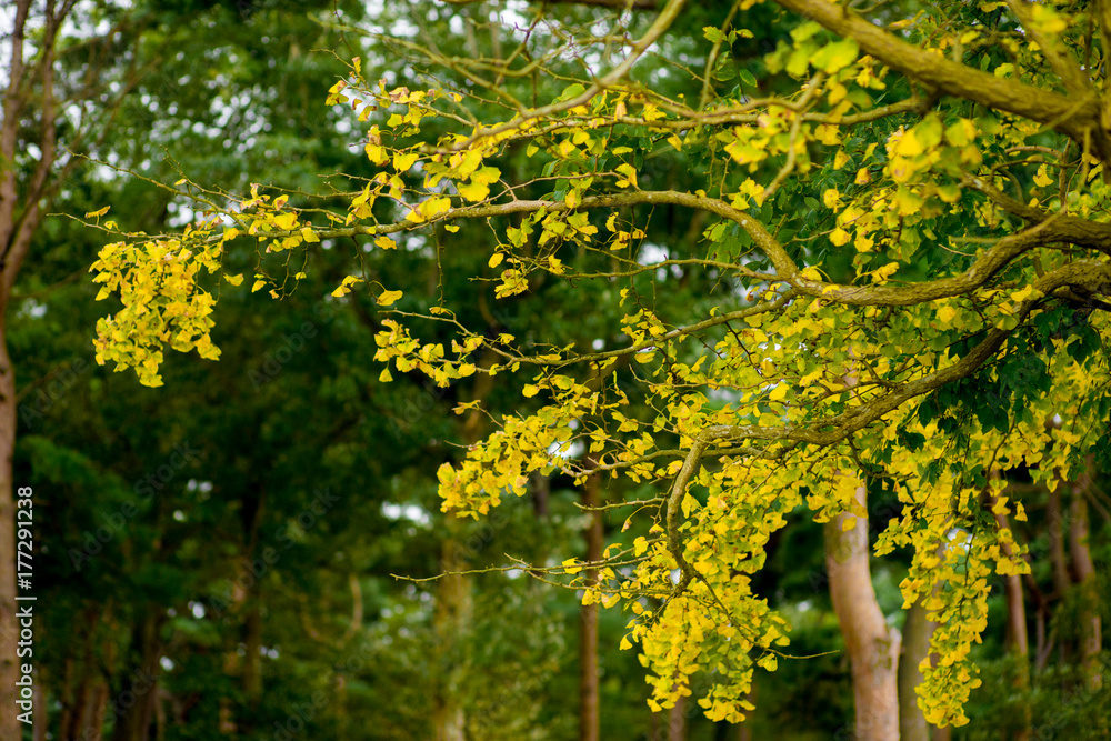 Beautiful Japanese garden with green leaves on the beaches of tree in Tokyo, Japan. Beautiful Japanese garden with green leaves on the beaches of tree in Tokyo, Japan.