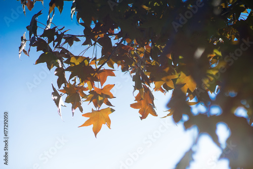 Beautiful maple leaves in the park with sunny days.