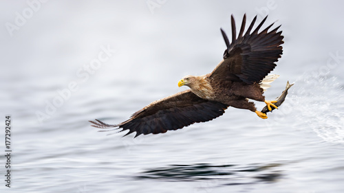 Sea eagle in flight, Norway