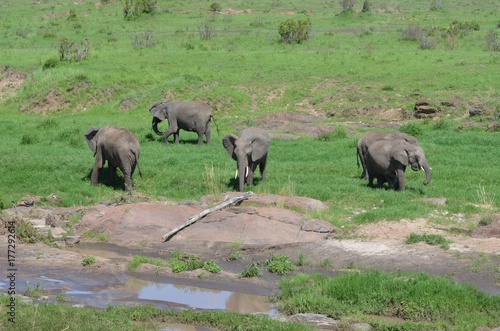 Troupeau d   l  phants gris d Afrique dans la savane verte du Parc Masa   Mara au Kenya
