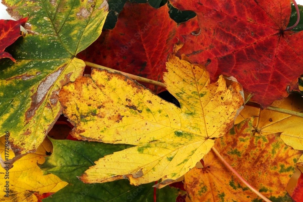 Obraz premium verschieden farbige Herbstblätter auf einem Haufen