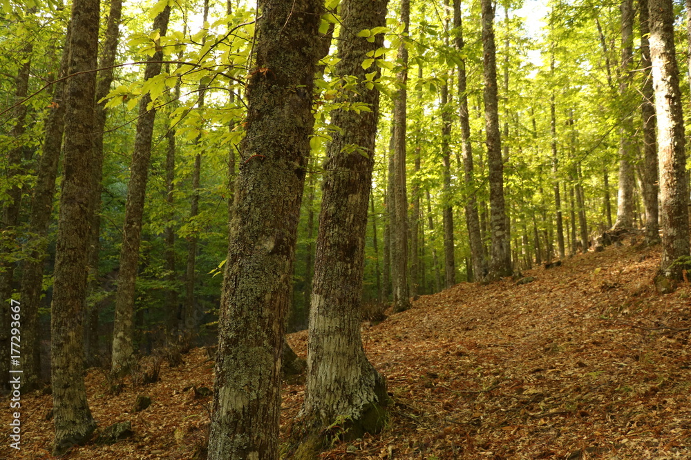 Fototapeta premium Autumn forest