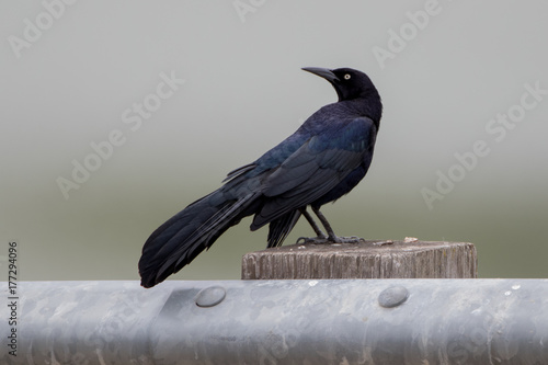 Great Tailed Grackle photo