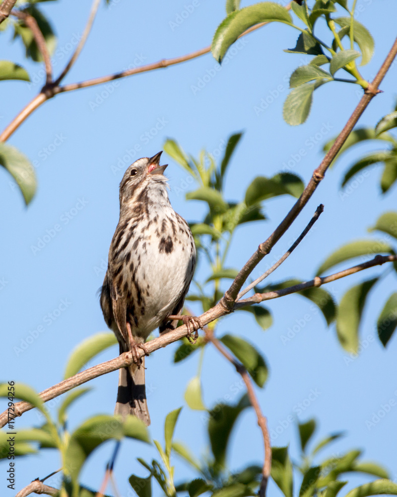 Song Sparrow Singing Song Sparrow Singing